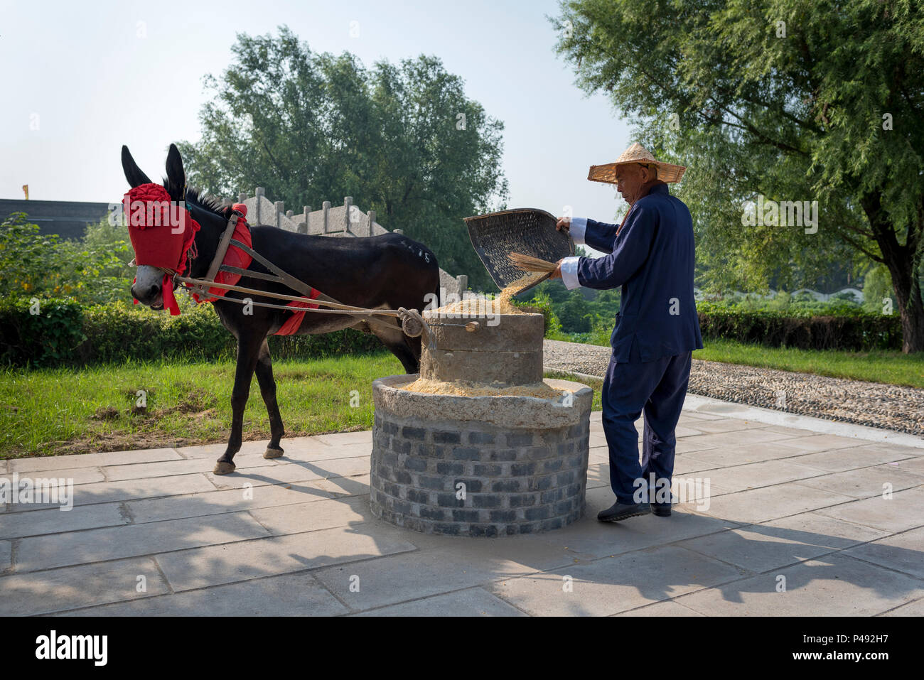 Esel in Fancy Dress und kostümierte Schauspieler Stein Mahlen von Getreide zeigen, Dong E E Jiao Stadt Liaocheng, Shandong Province, China Stockfoto