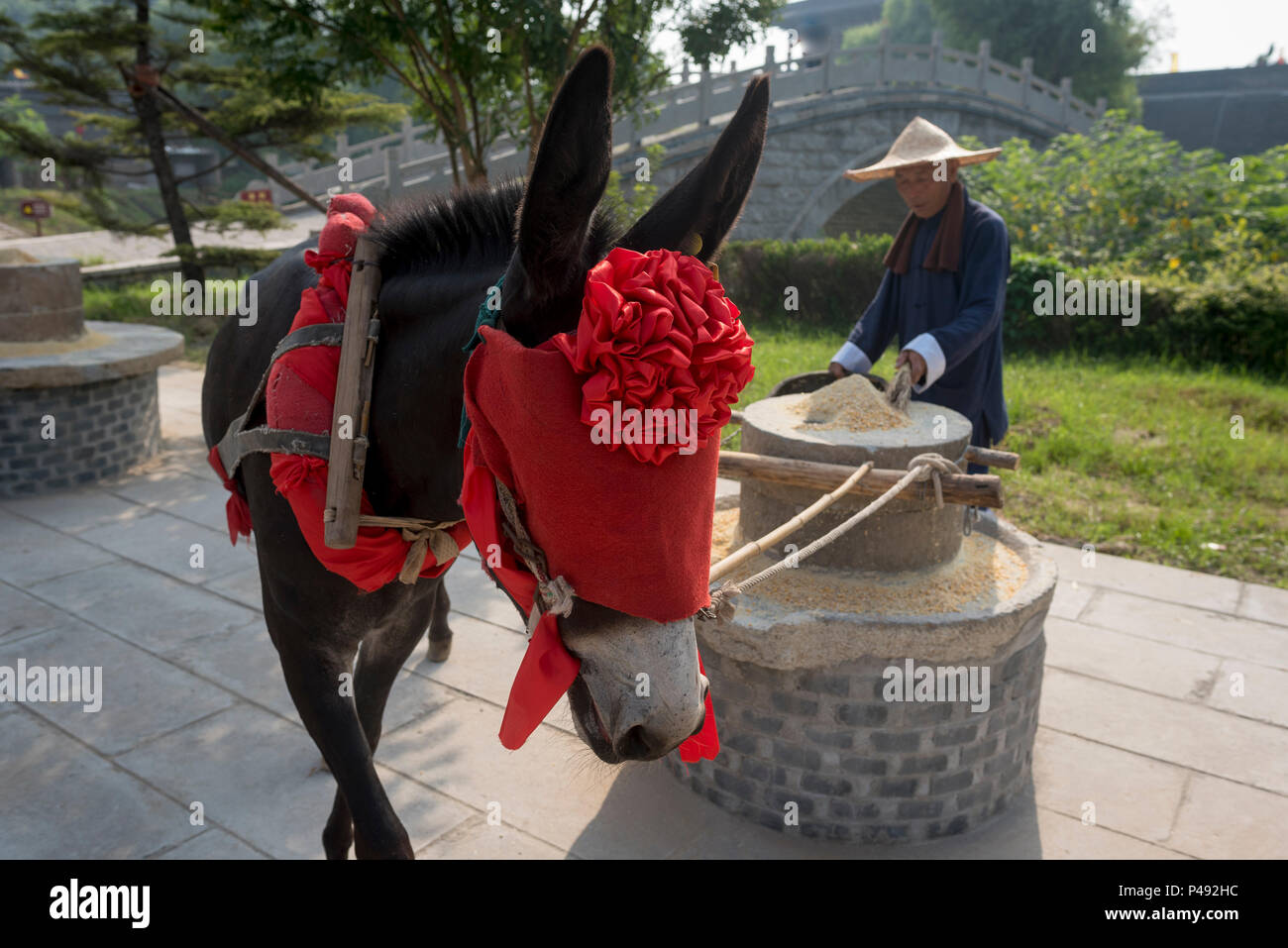 Esel in Fancy Dress und kostümierte Schauspieler Stein Mahlen von Getreide zeigen, Dong E E Jiao Stadt Liaocheng, Shandong Province, China Stockfoto