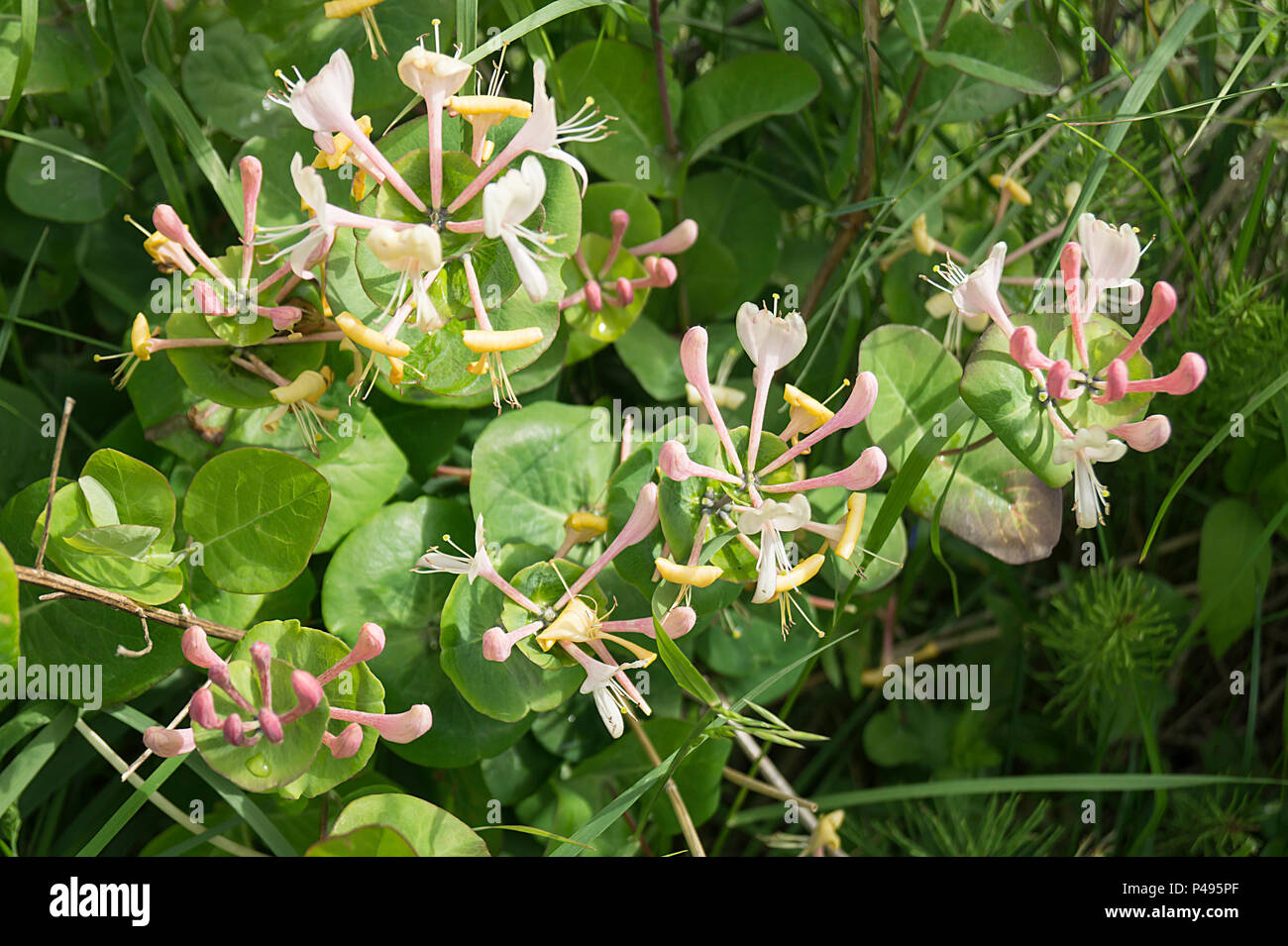 Blume Lonicera auf Hintergrund grün Blatt Stockfoto