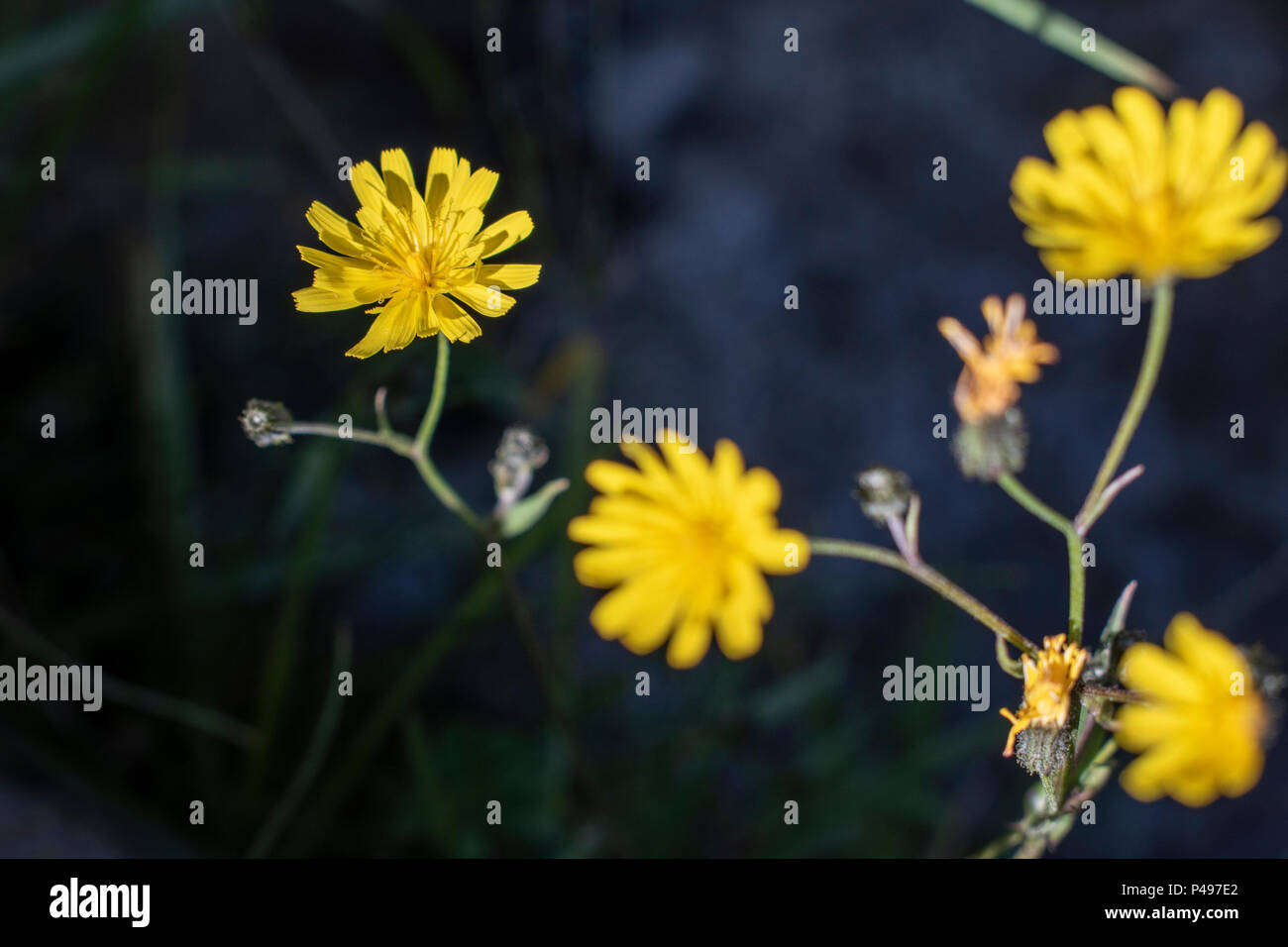 Blumen bunte Stockfoto