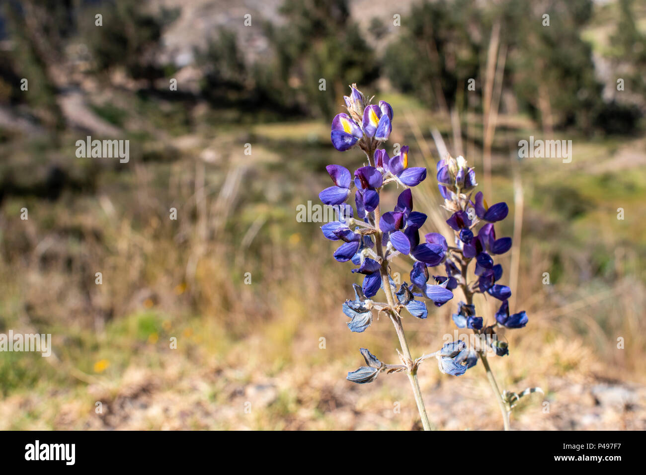 Blumen bunte Stockfoto