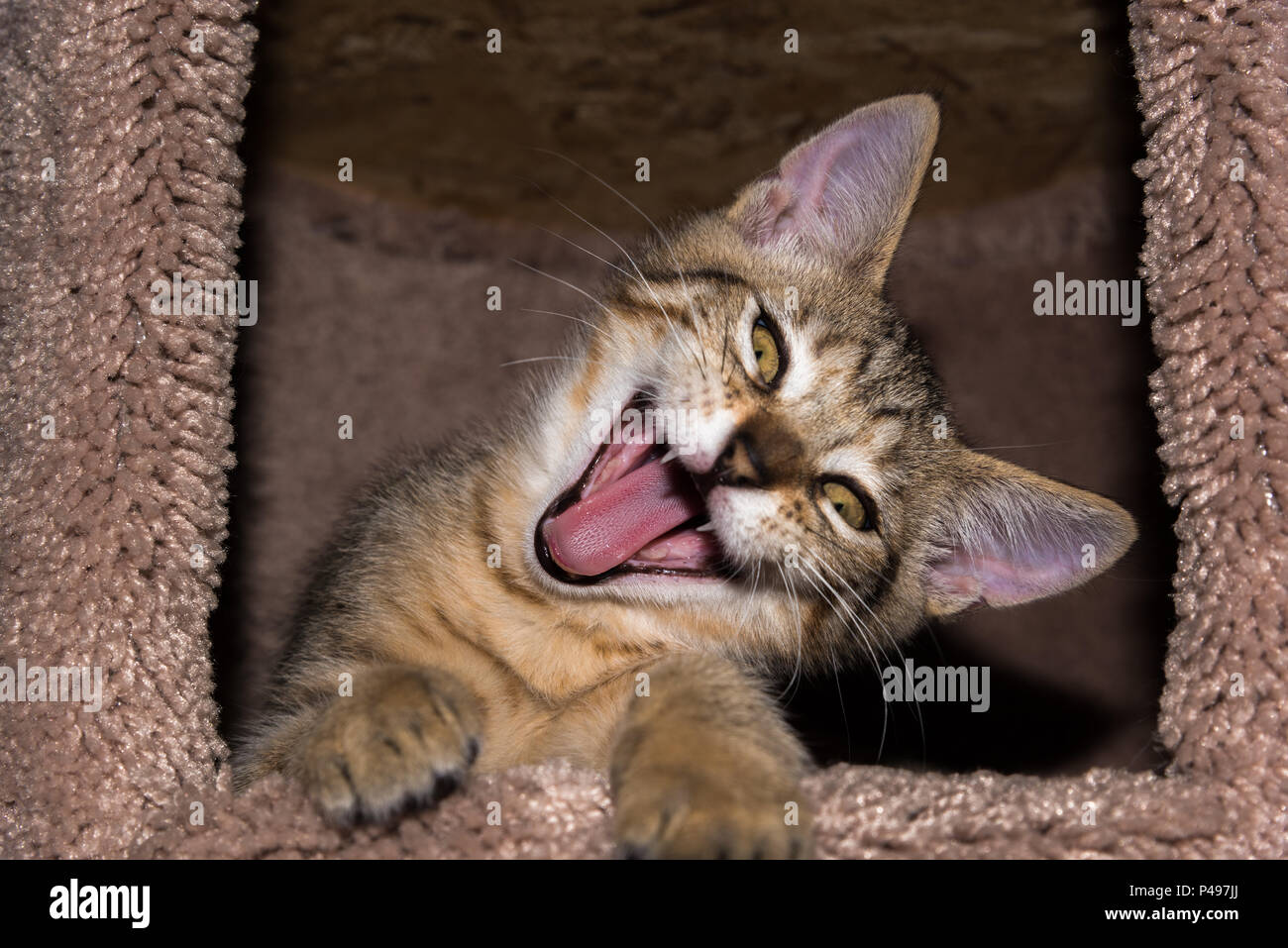 Lustige Kätzchen Gesicht Porträt Nahaufnahme Stockfoto