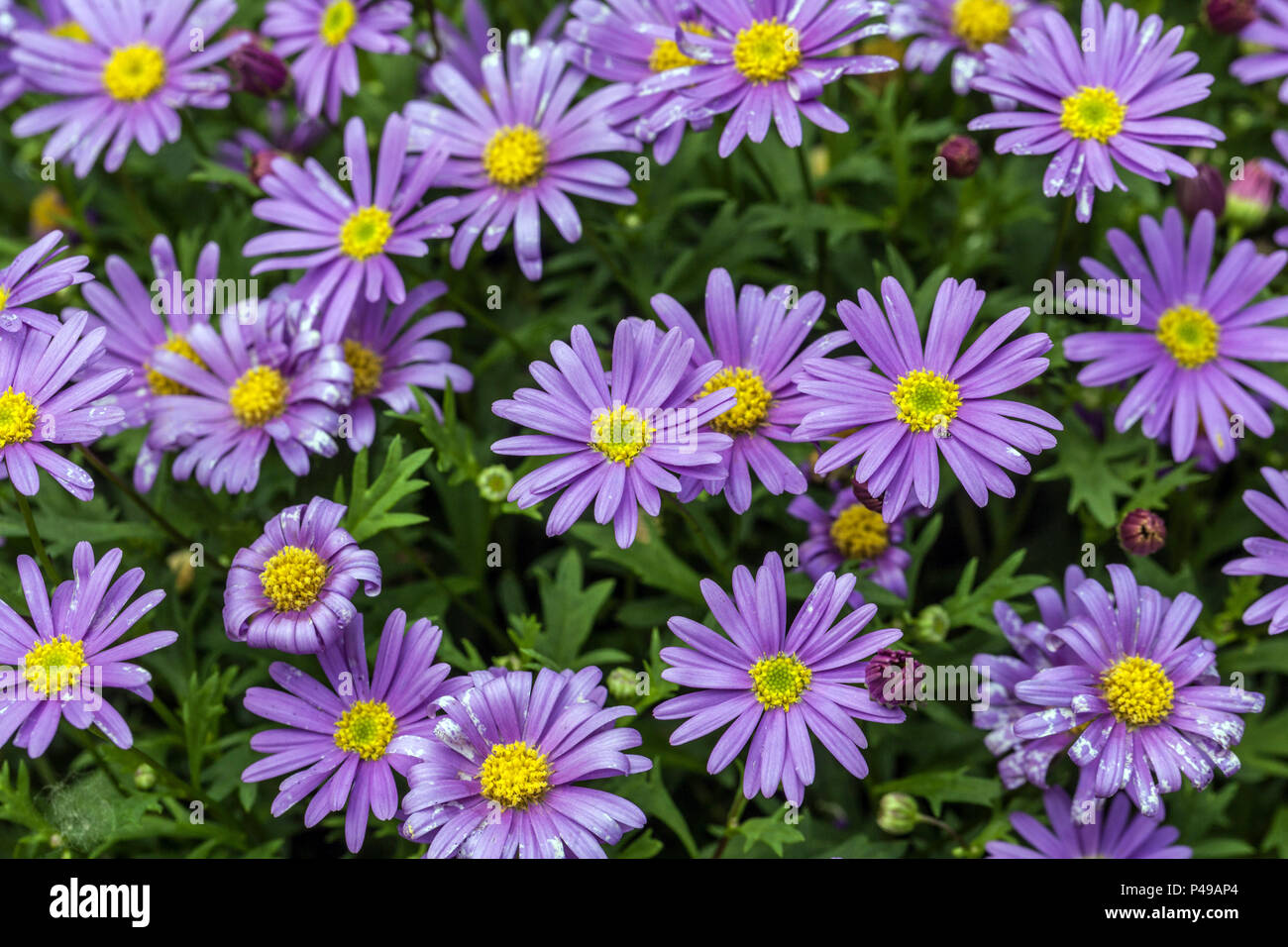 Brachyscome iberidifolia Stockfoto