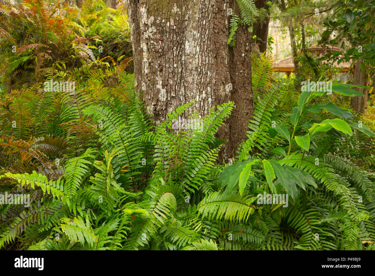 Garten Farne, dunlawton Sugar Mill Gärten, Florida Stockfoto