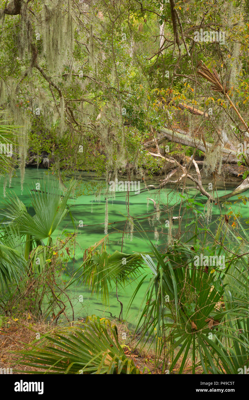 Blaue Feder, Blue Spring State Park, Florida Stockfoto