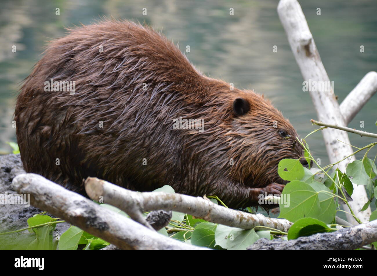 Biber Kauen auf Filialen auf ihre Dam Stockfoto