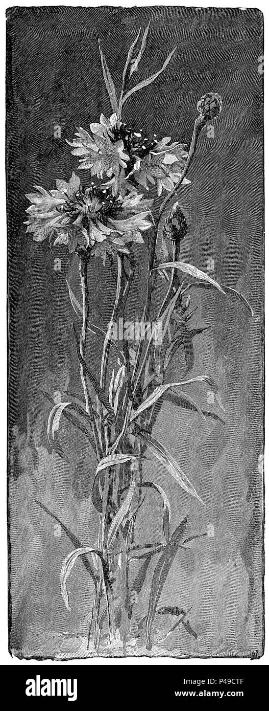 1883 Gravieren von kornblume (Centaurea cyanus) aus eine Illustration von Alfred Parsons. Stockfoto
