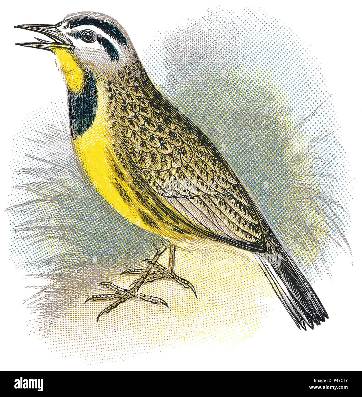 1898 Farbe Gravur eines östlichen Meadowlark (sturnella Magna). Stockfoto
