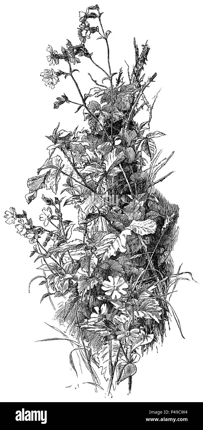 1883 Gravur von Red Campion oder Rot catchfly (silene dioica), eine Illustration von Alfred Parsons. Stockfoto