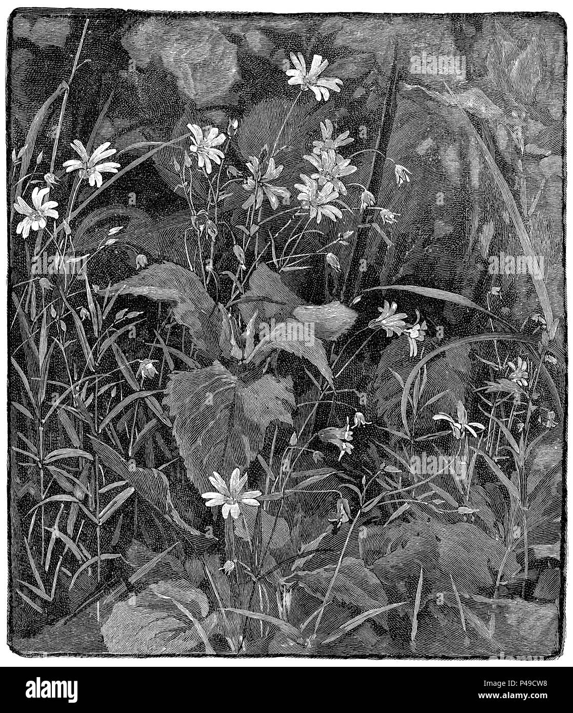 1883 Gravieren von mehr oder addersmeat Sternmiere (Stellaria holostea), von eine Illustration von Alfred Parsons. Stockfoto