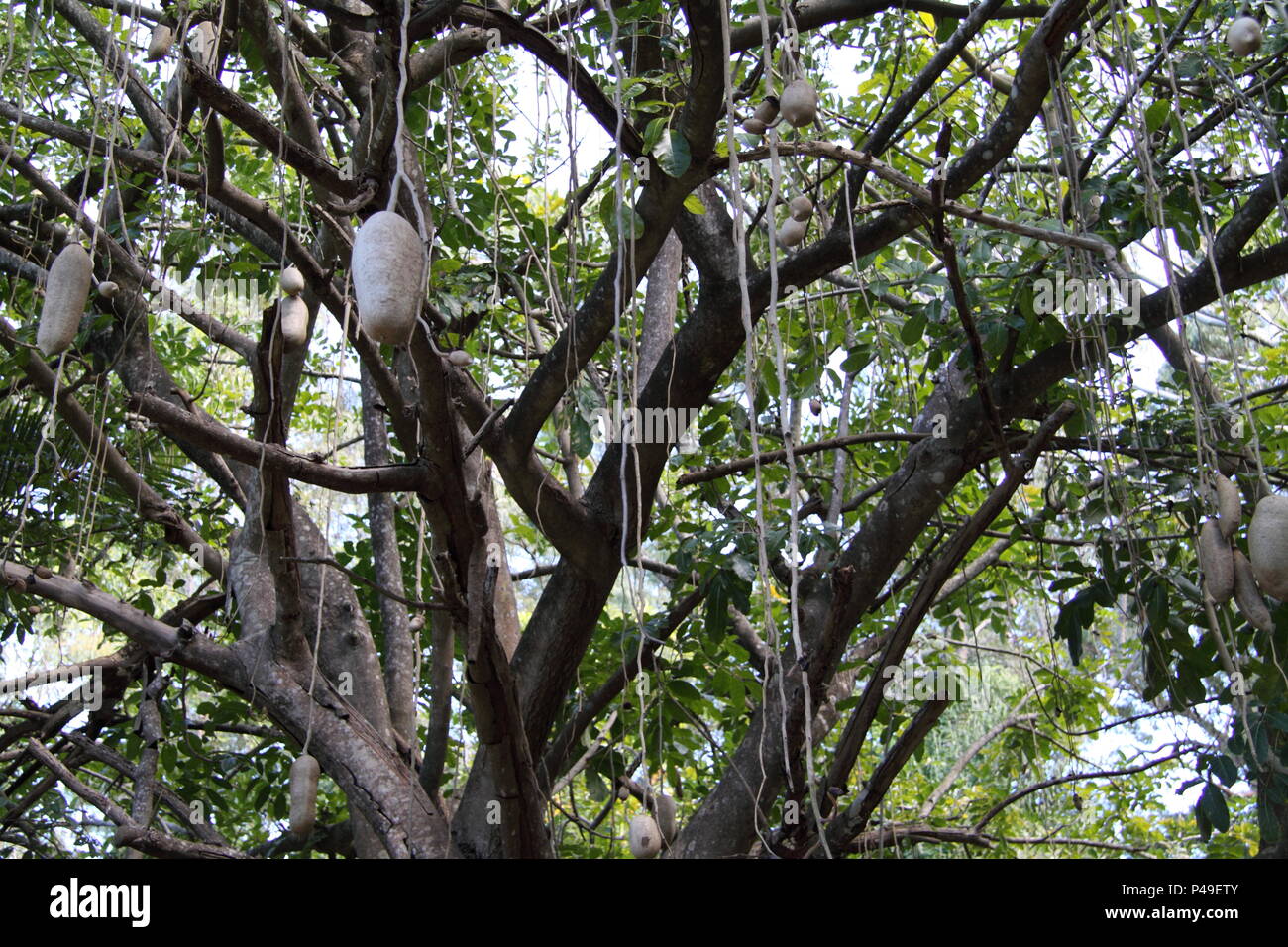 Hängende Früchte der Wurst Baum (Kigelia Africana) Stockfoto