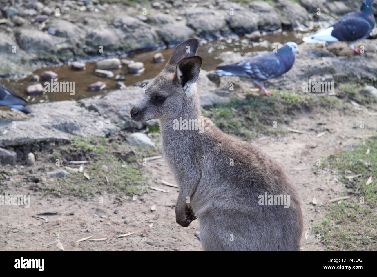 Eastern Grey Kangaroo Joey entlang Creek - Bett (Macropus giganteus) Stockfoto