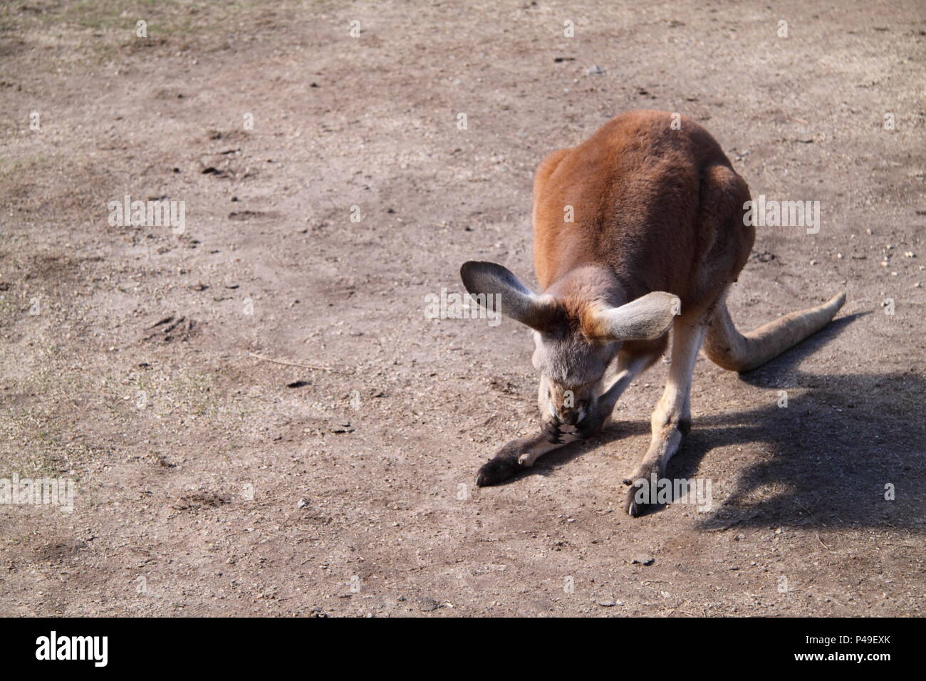 Rote Känguru Joey Grooming Pfoten (Macropus Rufus) Stockfoto