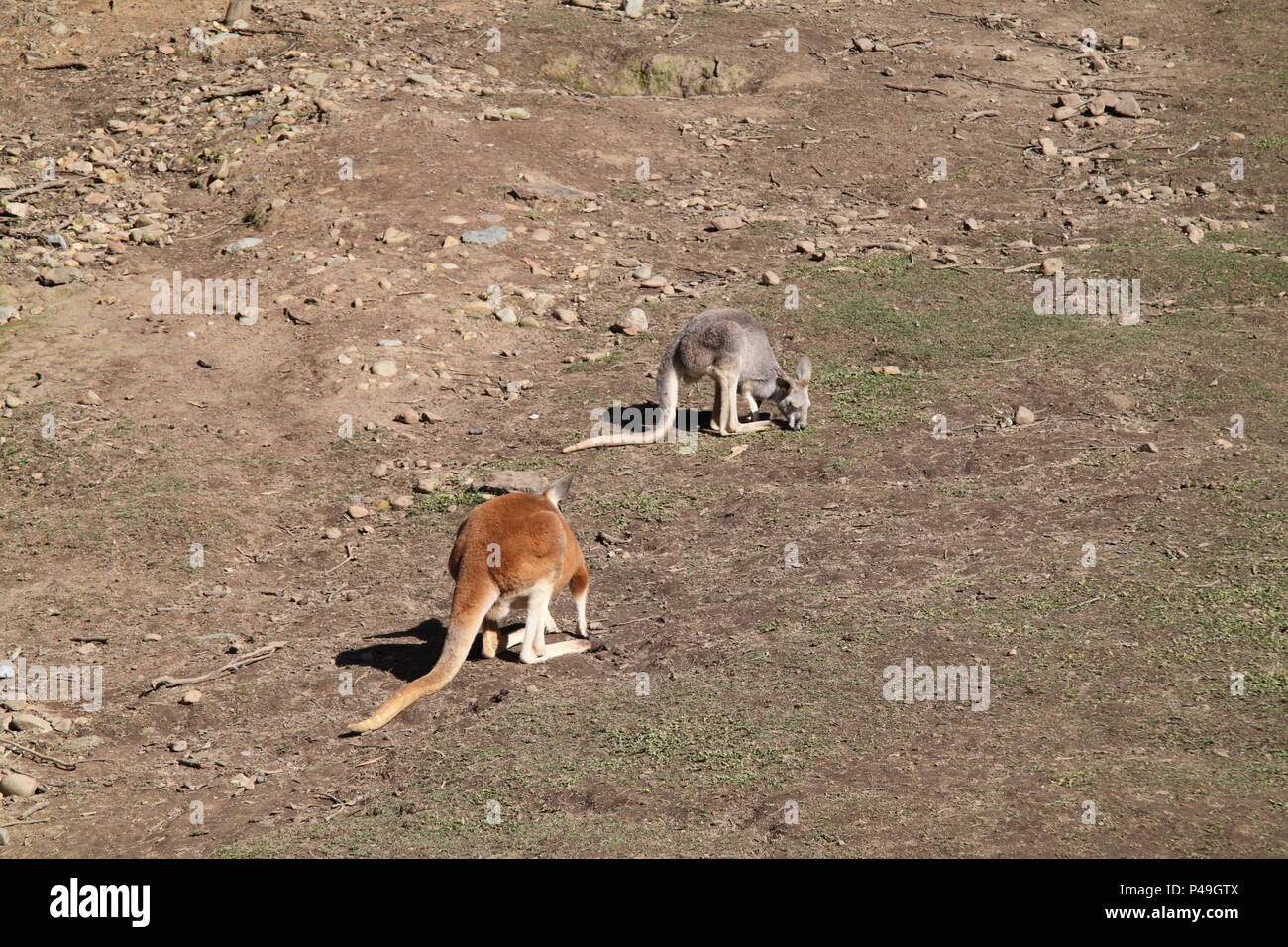 Rote Riesenkängurus Beweidung (Macropus Rufus) Stockfoto