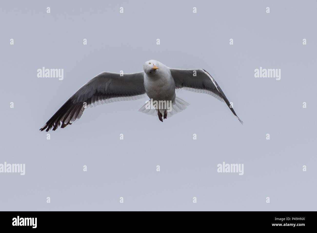 Seagull Schlagflügel und Fliegen mit dem Kopf an eigenartigen Winkel gedreht. Stockfoto