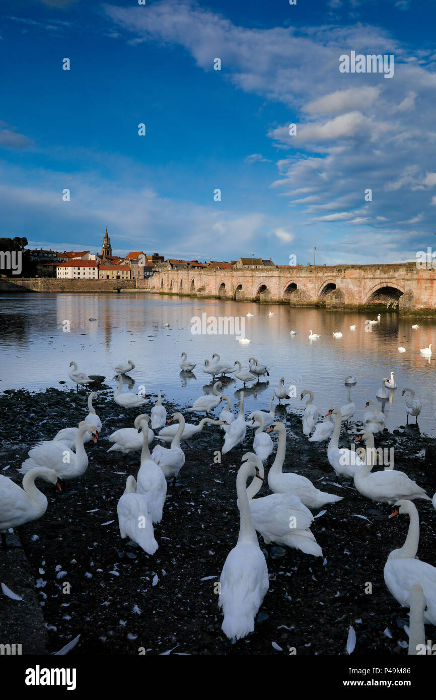 Die alte Brücke, Berwick upon Tweed. Während die Grenze Kriege Berwick ausgetauscht Hände dreizehn Mal, bevor sie schließlich fallen nach England im Jahr 1482. Stockfoto