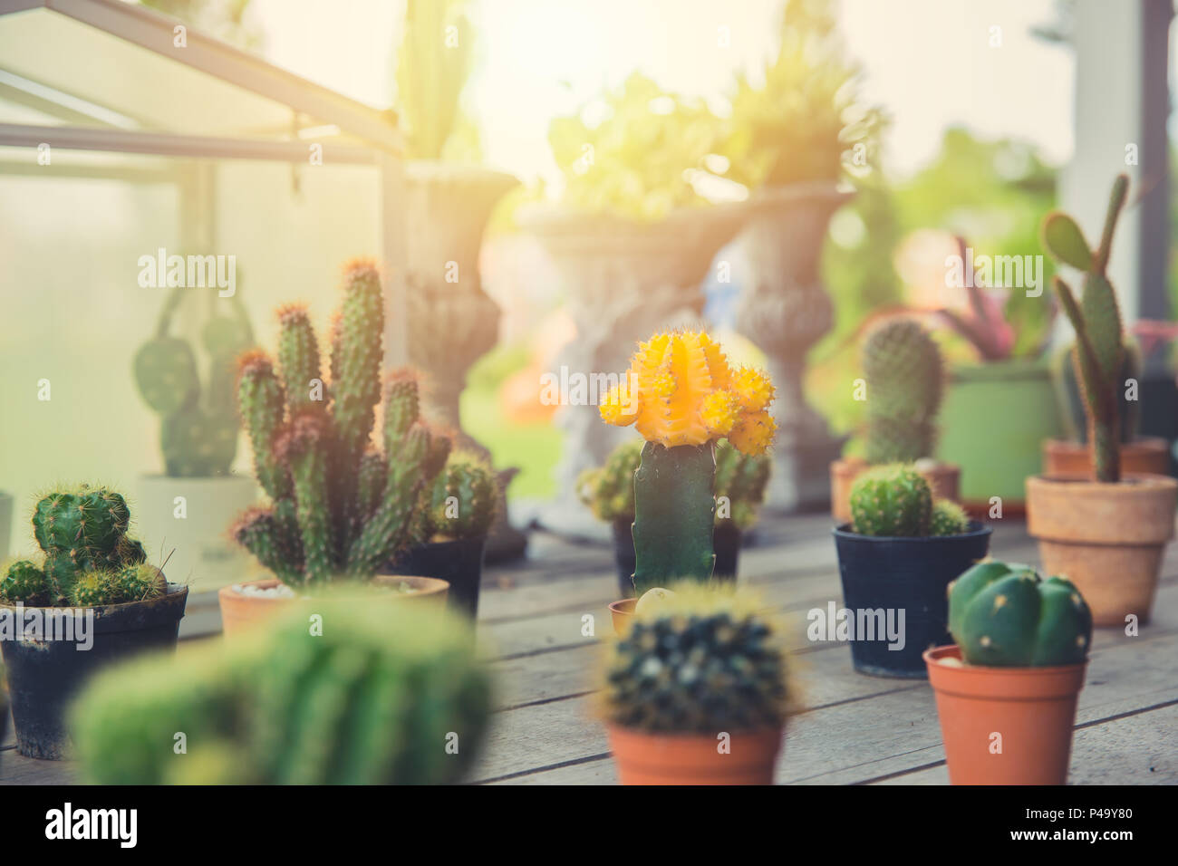 Kaktus home Dekoration, Gruppe von kleinen Kaktus Tpfe hipster lifestyle  Haus wohnen Garten Ecke Stockfotografie - Alamy