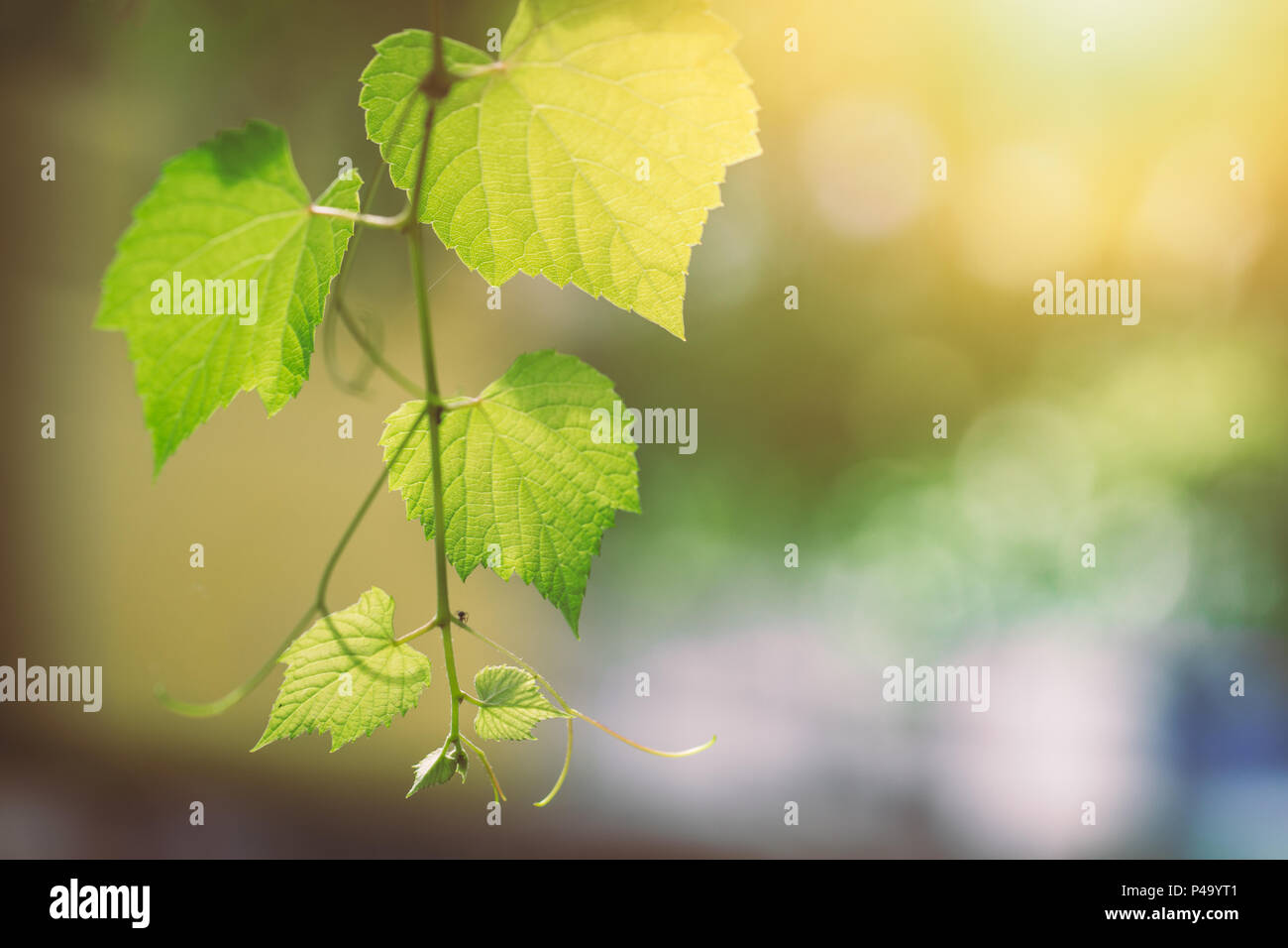 Wissenschaft der Ökologie grün Konzept. Closeup grünes Weinblatt Textur mit Chlorophyll und Prozess der Photosynthese mit Sonne. Stockfoto