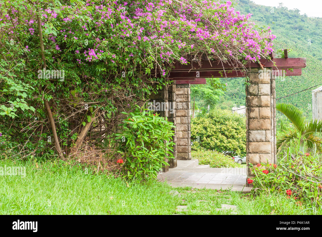 Lila bougainvillea Kriechgang Blumen über Holz- und hellbraune Stein Spalte Pergola auf einem Hügel in Hualien County, Taiwan Stockfoto