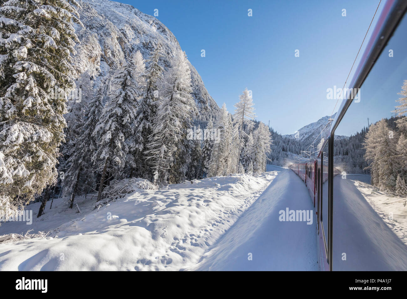 Bernina Express Zug fährt durch verschneite Wälder, Preda Bergun, Albulatal, Kanton Graubünden, Schweiz Stockfoto