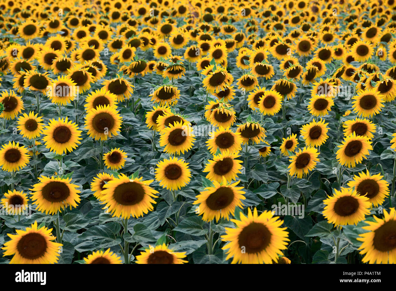 Ein Feld von Sonnenblumen in der Blüte, Piacenza, Emilia Romagna Stockfoto