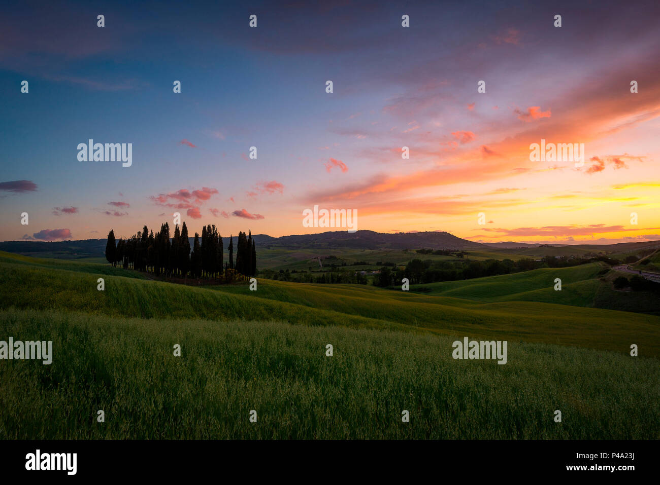 Zypressen bei Sonnenuntergang im Val d'Orcia. Siena, Toskana, Italien. Stockfoto