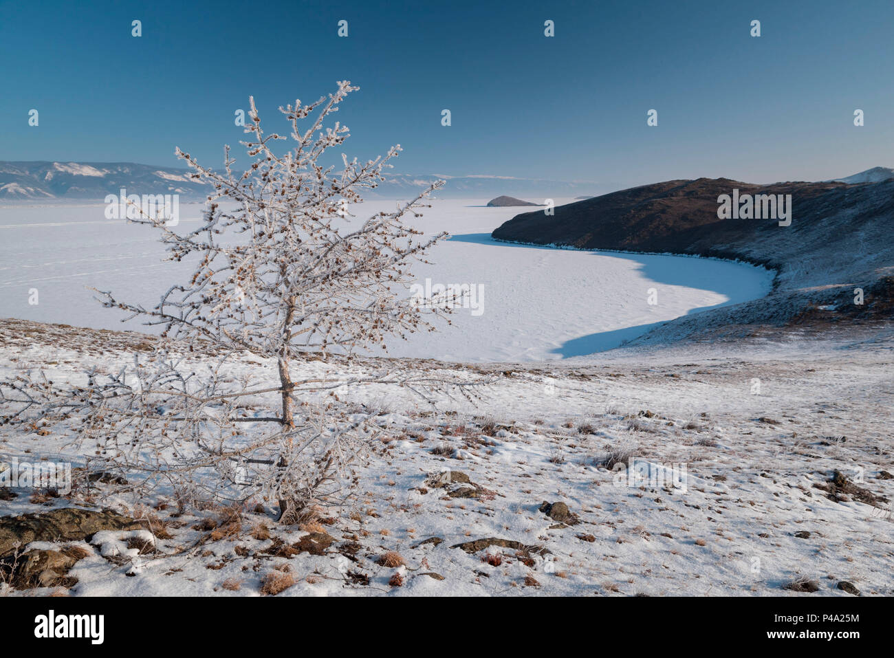 Einsamer Baum unter dem Schnee an der Insel Olhon, Baikalsee, Irkutsk Region, Sibirien, Russland Stockfoto