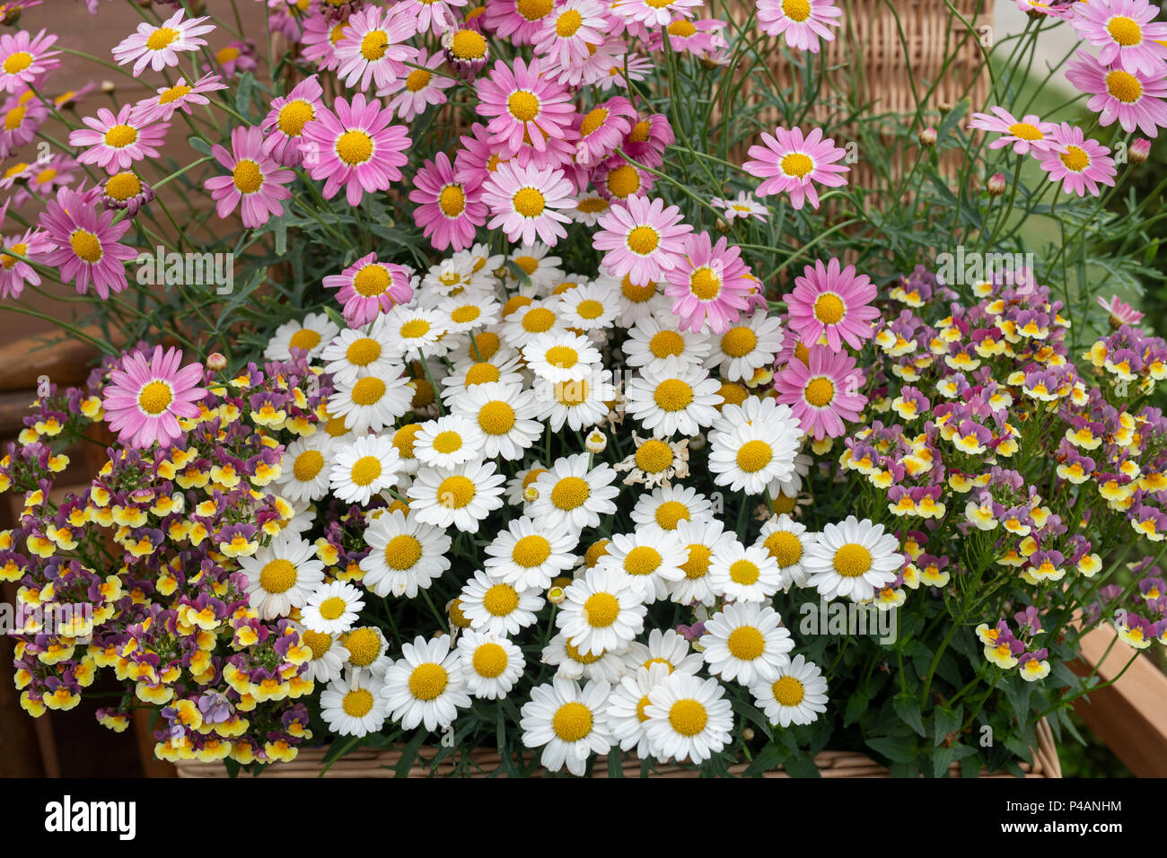 Argyranthemum frutescens. Pink und Gelb Marguerite daisy flowers mit Nemesia Rhabarber und Vanillepudding Blumen auf einem Display eine Blume zeigen. Großbritannien Stockfoto