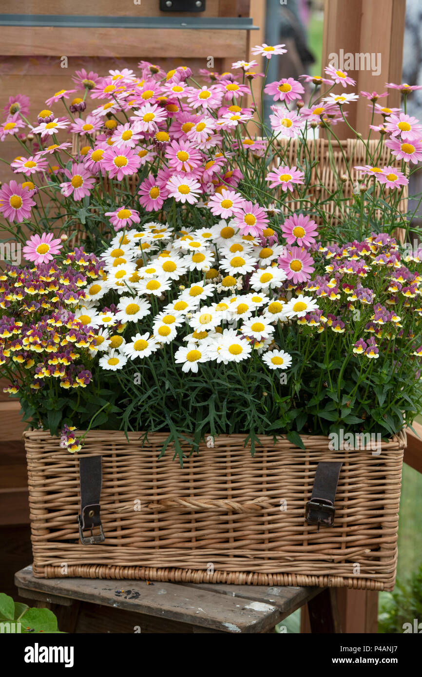 Argyranthemum frutescens. Pink und Gelb Marguerite daisy flowers mit Nemesia Rhabarber und Vanillepudding Blumen auf einem Display eine Blume zeigen. Großbritannien Stockfoto