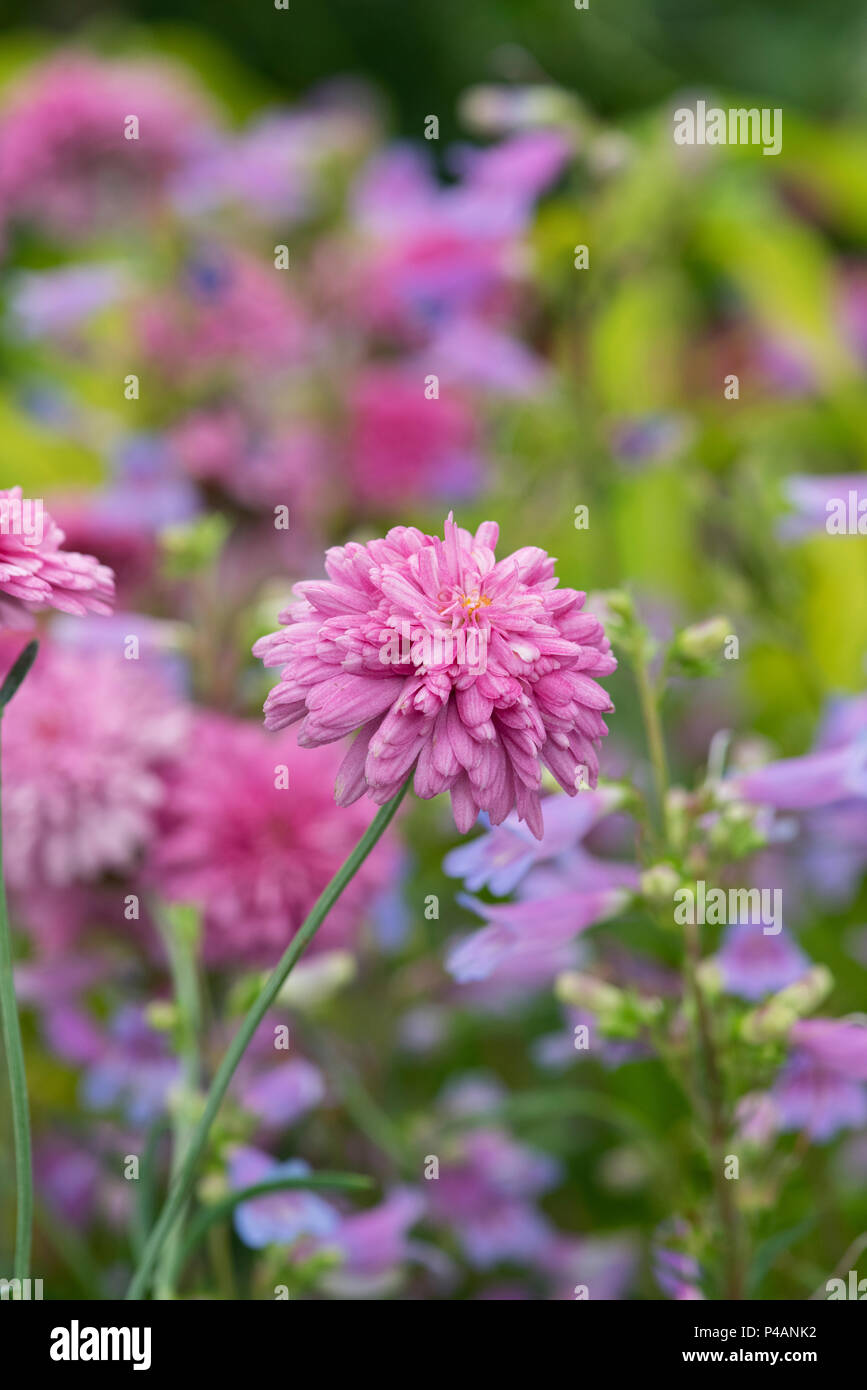 Argyranthemum frutescens' Himbeere Rüschen. Marguerite' Himbeere Ruffles'. Paris daisy Stockfoto