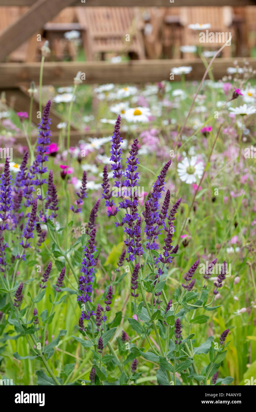 Salvia officinalis 'Caradonna'. Balkan Clary 'Caradonna' Blüte unter grünem Laub im Englischen Garten. Großbritannien Stockfoto