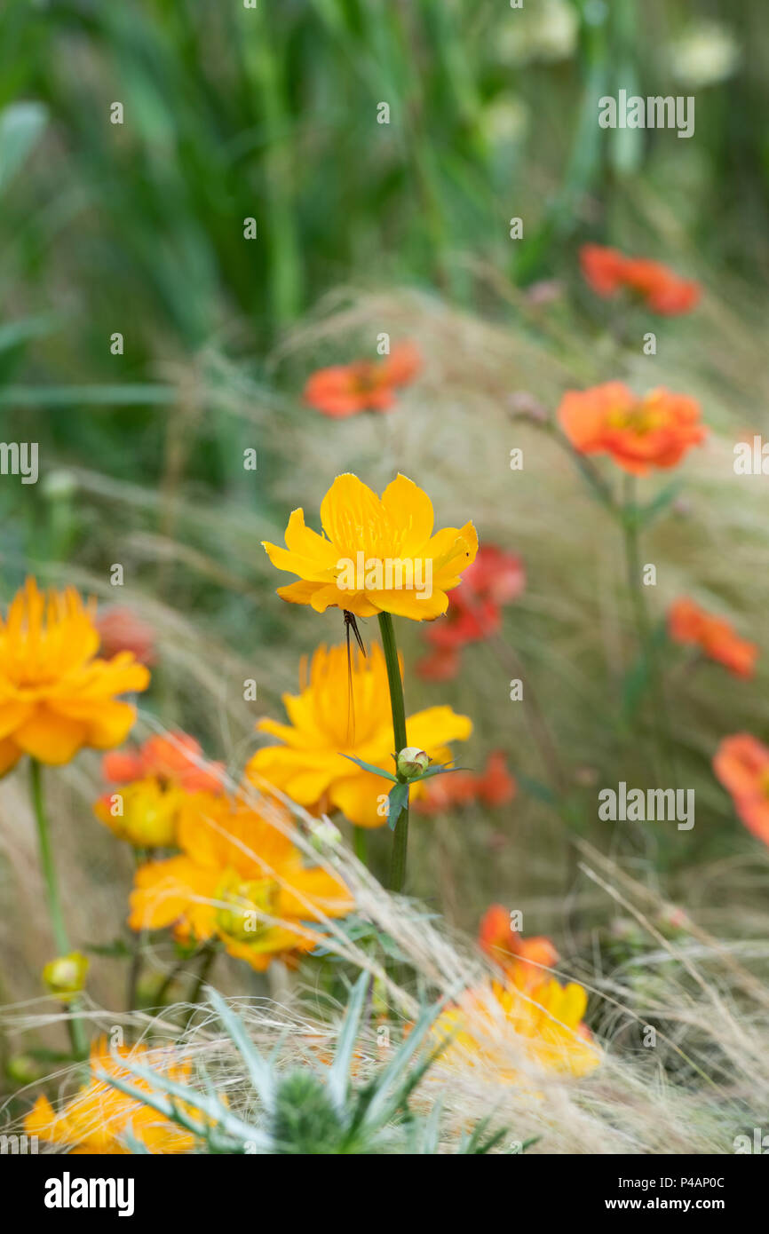 Trollius chinensis 'Golden Queen'. Globeflower Stockfoto