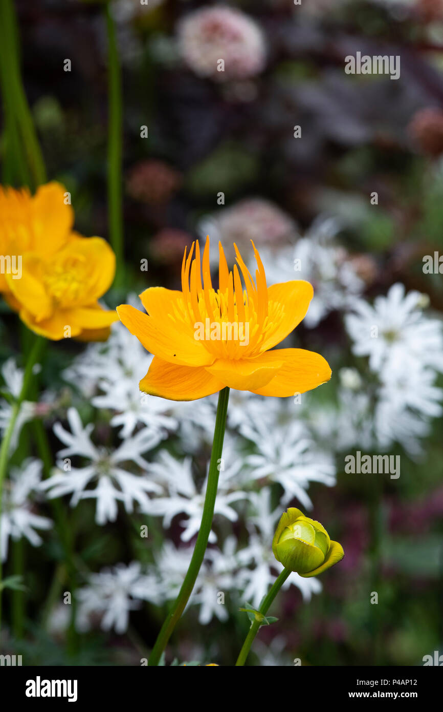 Trollius chinensis 'Golden Queen'. Globeflower Stockfoto