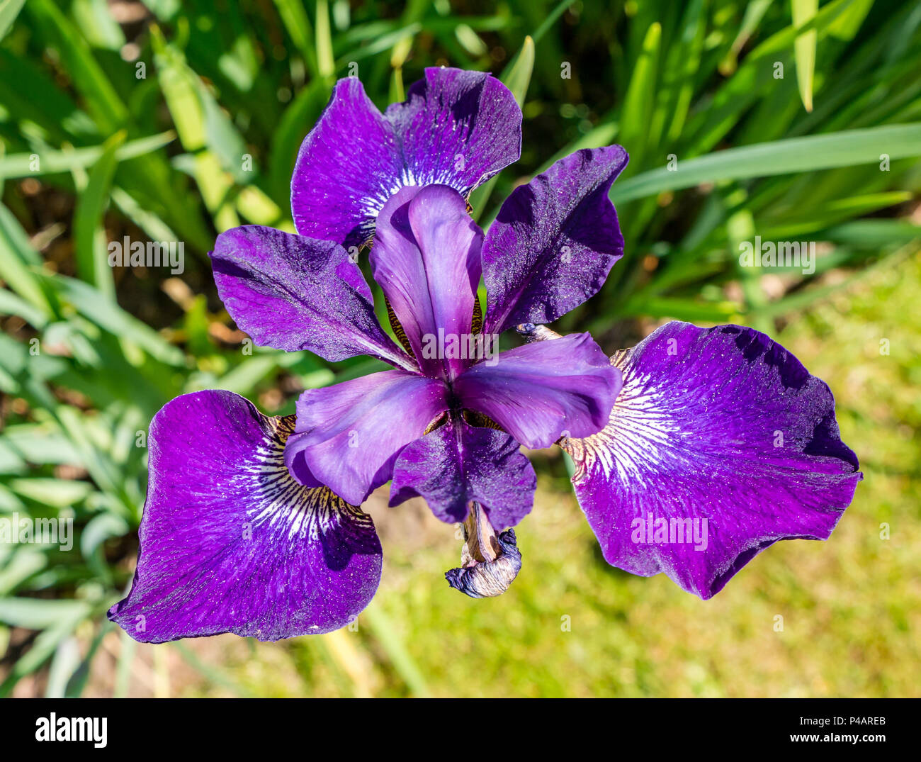 In der Nähe der bunten lila Iris Blume, Iris pumila, mit verschwommenen Hintergrund, Dirleton, East Lothian, Schottland, Großbritannien Stockfoto