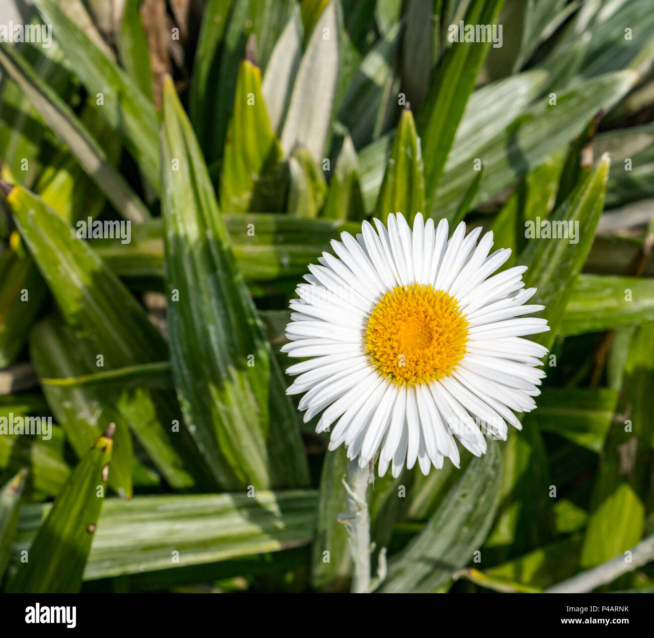 Sonnendurchflutete Nahaufnahme von Celmisia spectabilis, Neuseeland-Aster oder Gänseblümchen, East Lothian, Schottland, Großbritannien Stockfoto