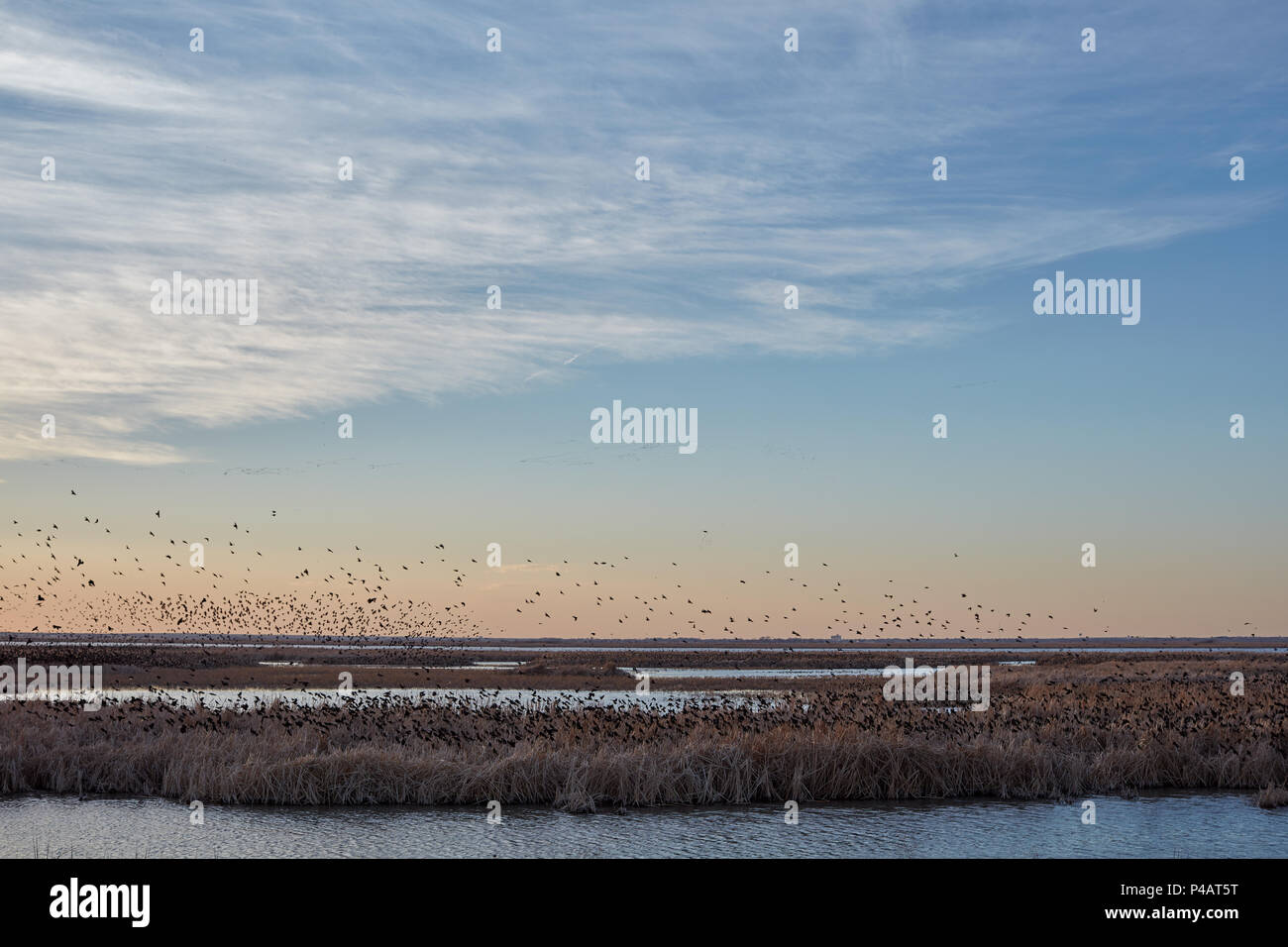 Migration von amseln über Cheyenne Bottoms Feuchtgebiete in Kansas bei Sonnenuntergang Silhouette gegen einen orange sky in einer ruhigen, malerischen Landschaft Stockfoto