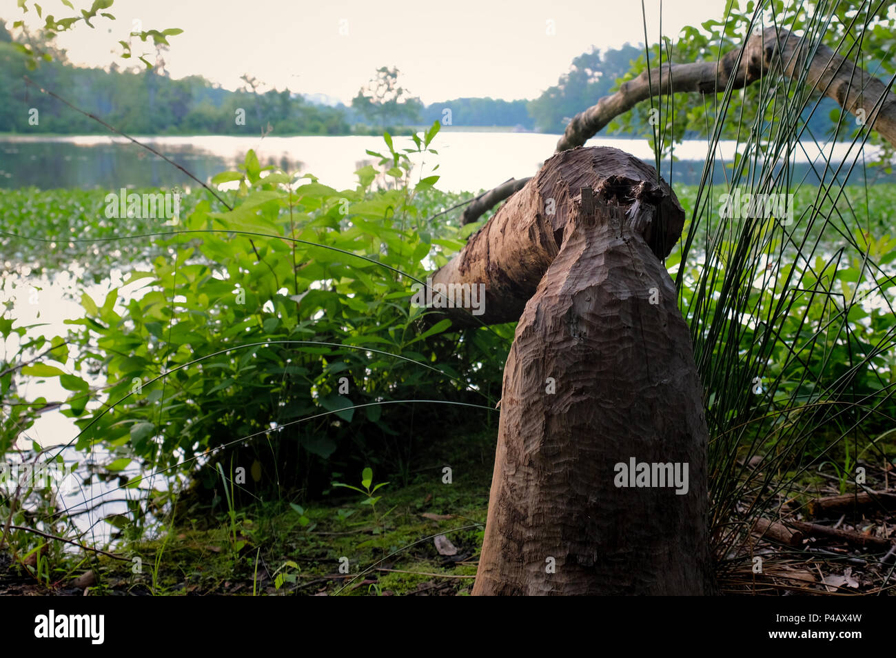 Die Arbeit eines langen Biber ist offensichtlich mit einer gefallenen Baum, die unten am See Raleigh zerbissen wurde in Raleigh North Carolina Stockfoto