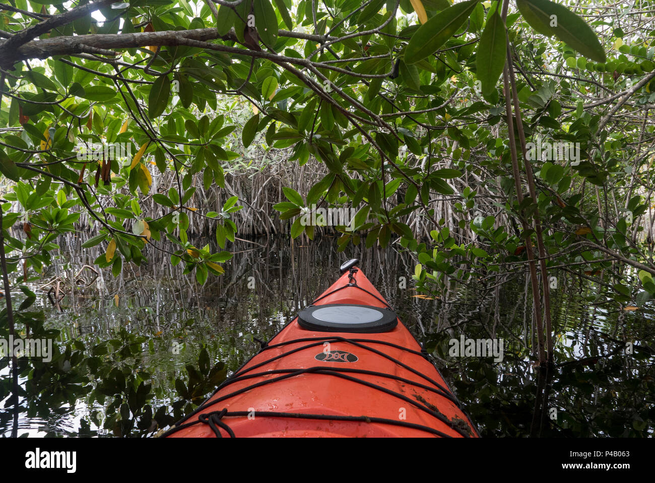 Kajak gleitet durch Feuchtgebiete Mangrovenwald, Everglades National Park, Miami, Florida, USA Stockfoto
