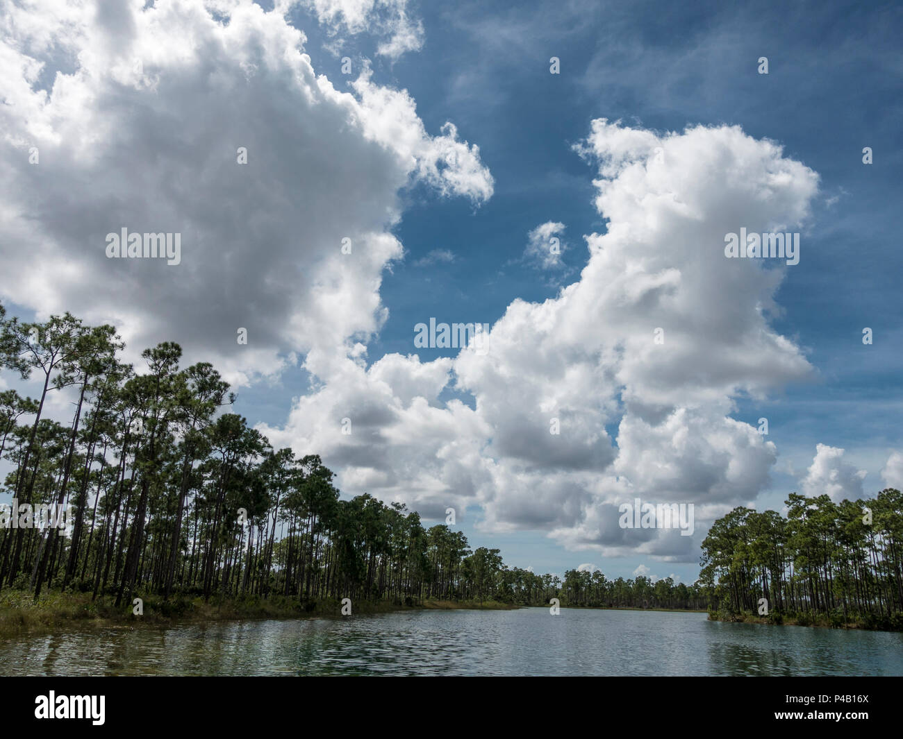 Slash Kiefer Pinus elliottii See umgeben, Everglades National Park, Miami, Florida, USA Stockfoto