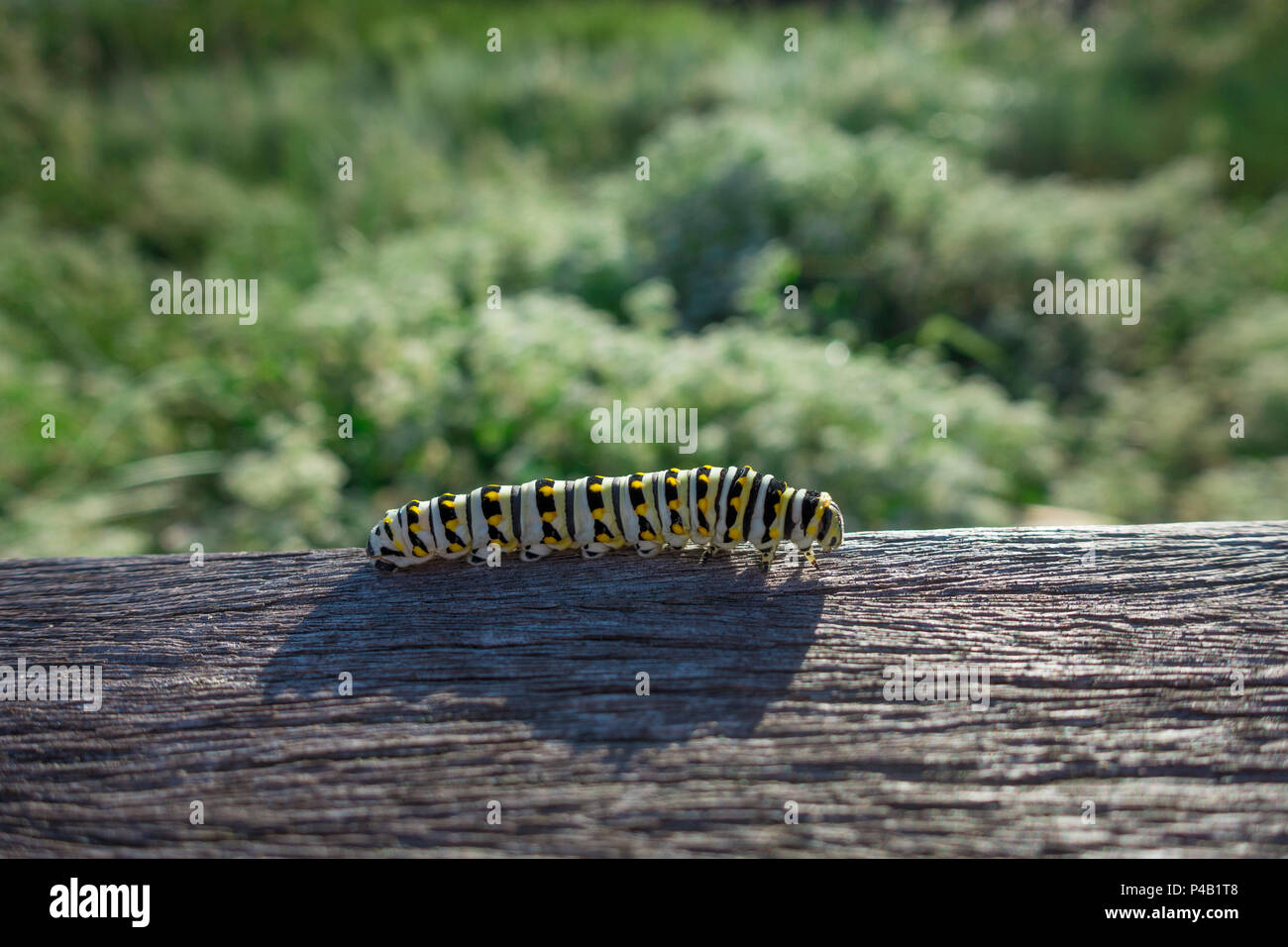 Caterpillar Danaus plexippus Monarch, Audubon Corkscrew Swamp Sanctuary, Naples, Florida, USA Stockfoto