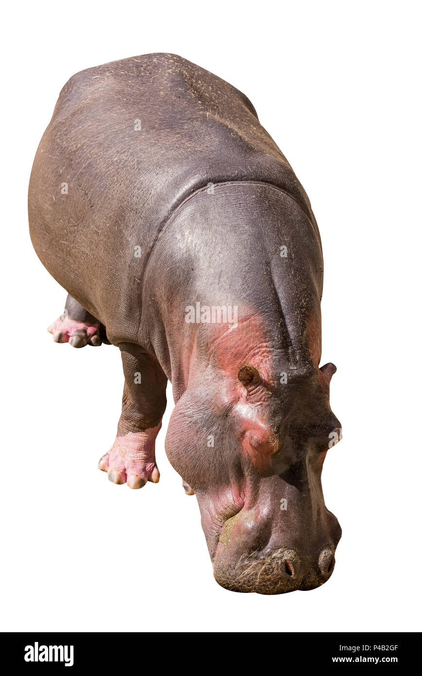 Blick auf einen Gemeinsamen hippopotamus isoliert auf weißem Hintergrund, in Südafrika, in Afrika gesehen. Nilpferde sind das drittgrößte Land Säugetier und sehr gefährlich, Stockfoto