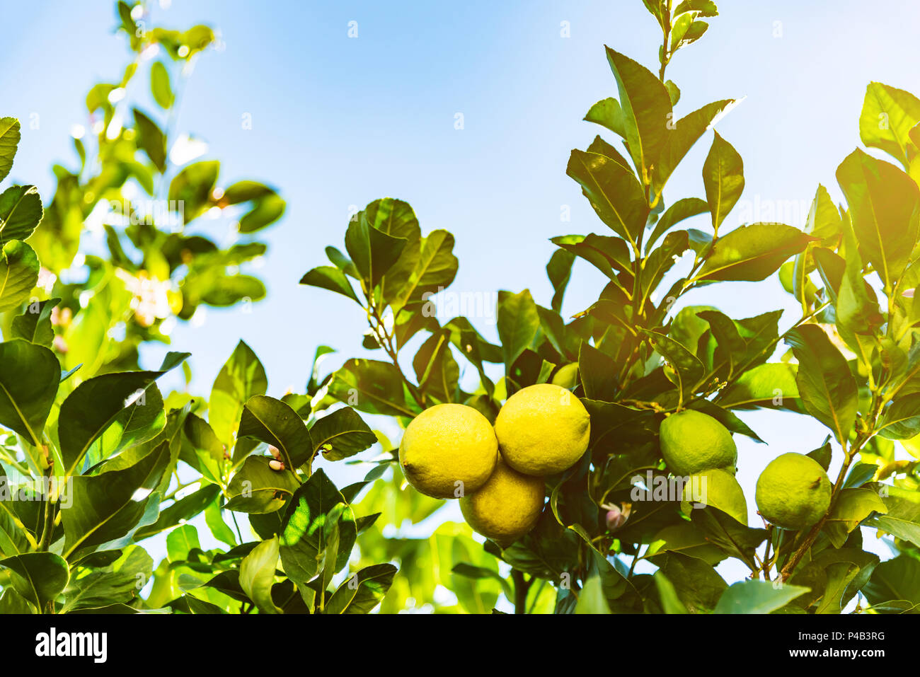 Nahaufnahme der reife, gelbe und unreife grüne Zitronen auf Baum gegen den blauen Himmel Stockfoto