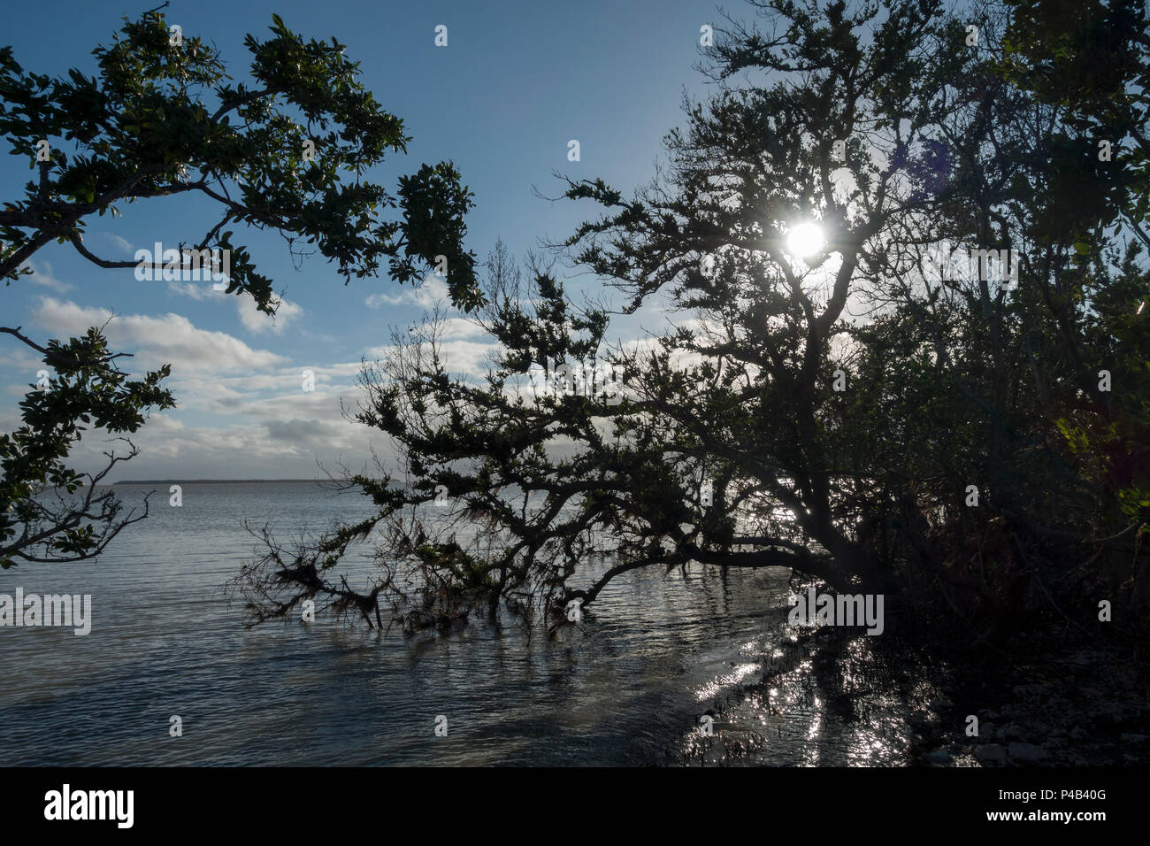 Sturm zerschlagen Mangrovenwälder entlang der Florida Bay, Everglades National Park, Miami, Florida, USA Stockfoto