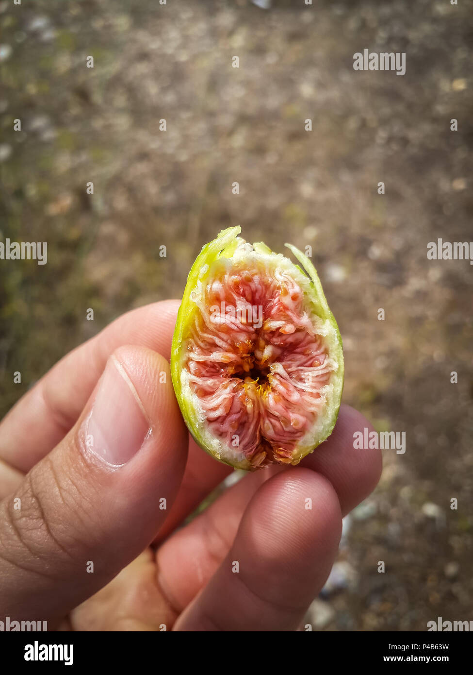 Die menschliche Hand, die kleine grüne Wilde Feige mit rotem Fruchtfleisch. Stockfoto