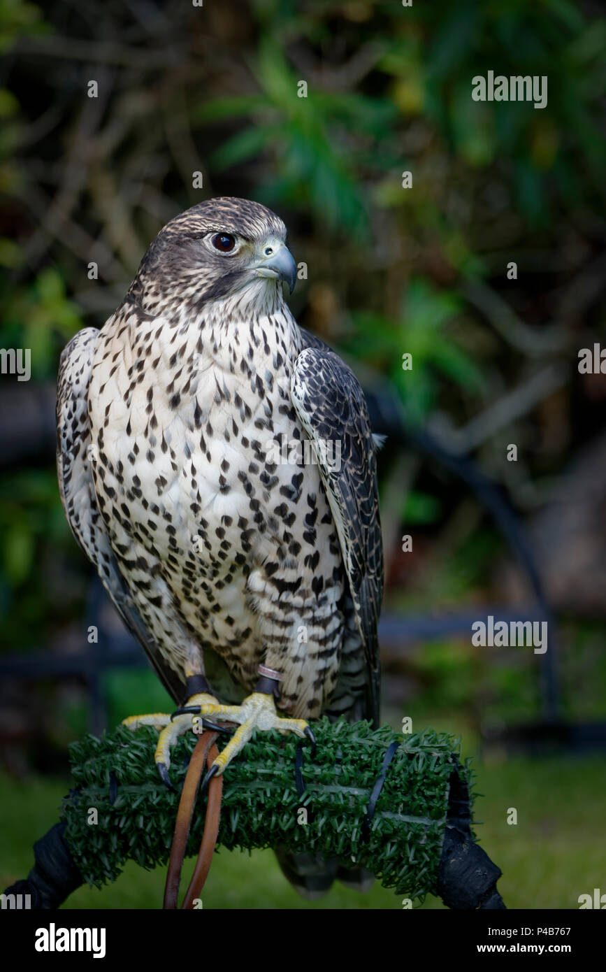 Eine Gyrfalcon (Falco rusticolus) in einer Falknerei. Es ist die größte
