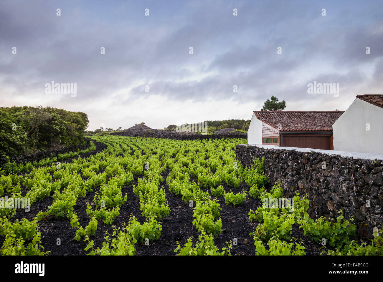Portugal, Azoren, Insel Pico, Criacao Velha, Weinberge in den vulkanischen Felsen Stockfoto