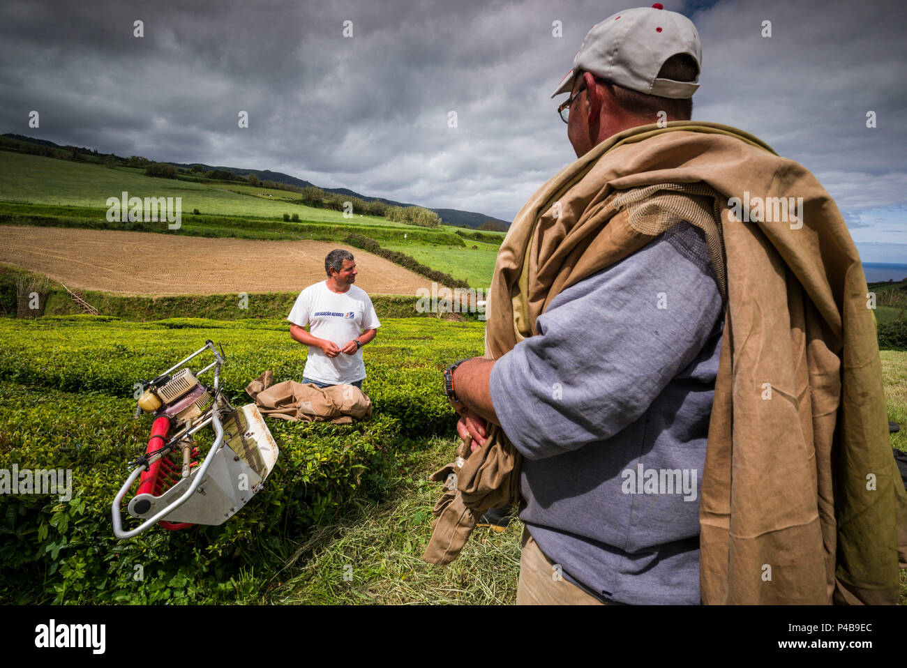 Portugal, Azoren, Sao Miguel Island, Gorreana, Gorreana Tee Plantage, einem der letzten Kaffee züchter in Europa, der Arbeitnehmer Ernte Kaffee Stockfoto