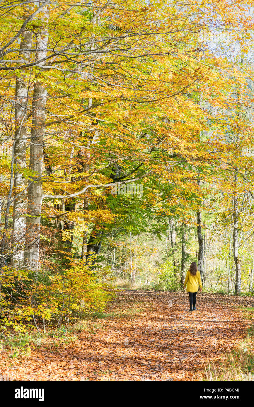 Frau wandern in einer Buche Wald im Herbst. Landkreis Bad Tölz-Wolfratshausen, Bayern, Deutschland. Stockfoto