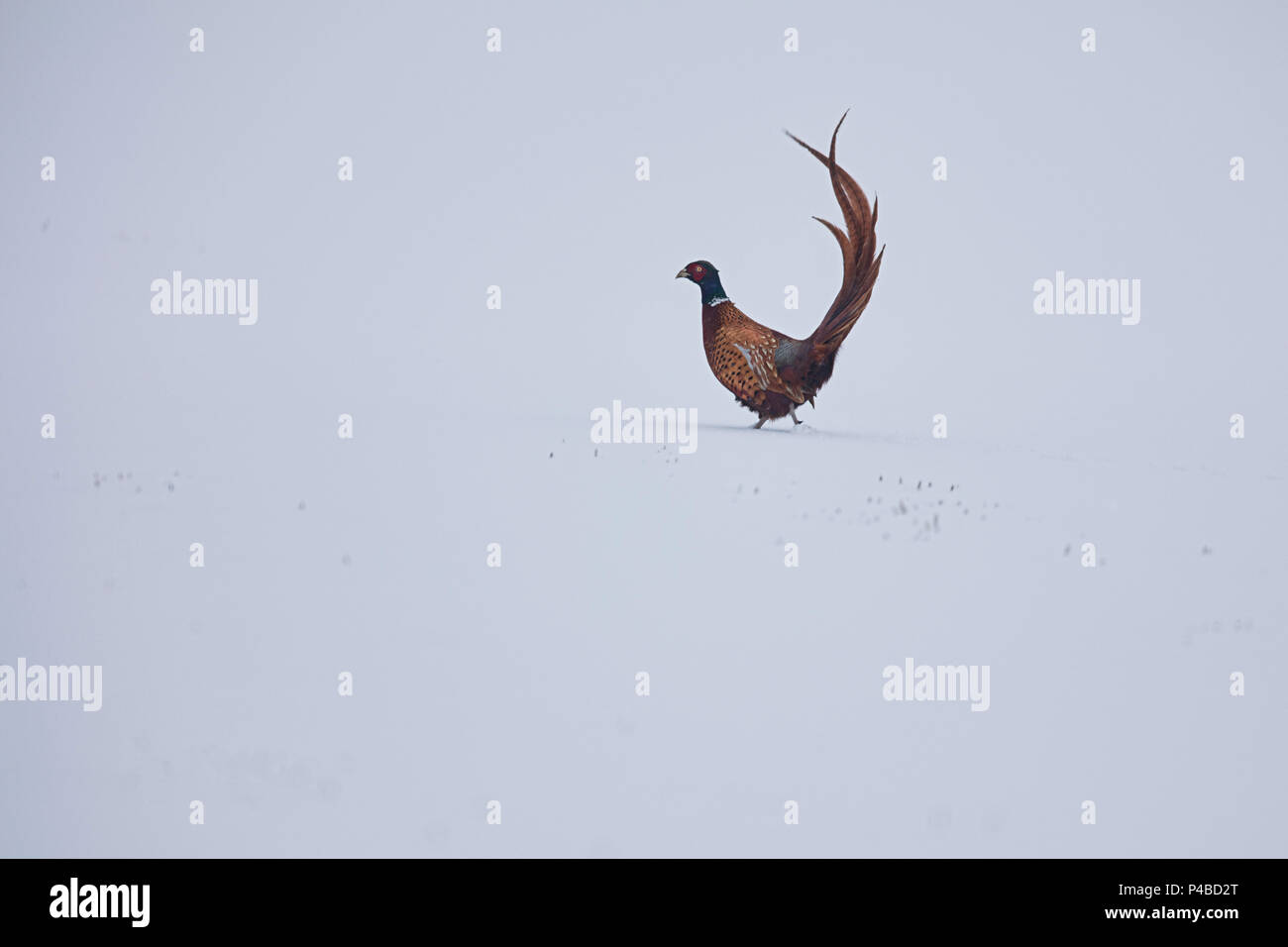 Männliche schottischen Fasan dispalying im Schnee Stockfoto