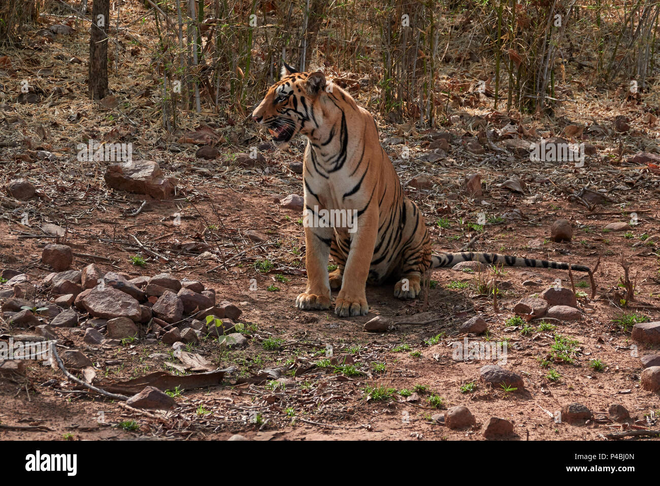 Royal Bengal Tiger Sub erwachsenen männlichen Cub in Andhari Tadoba Tiger Reserve, Indien, Big Cat Predator gefährdete Arten, zu Fuß in einer Bamboo Jungle, Sommer Stockfoto